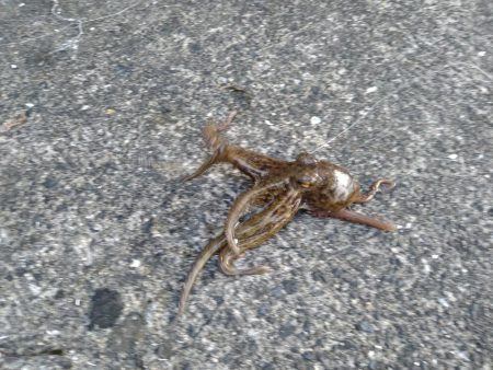 予定変更の姫路行き